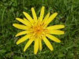 Tragopogon orientalis