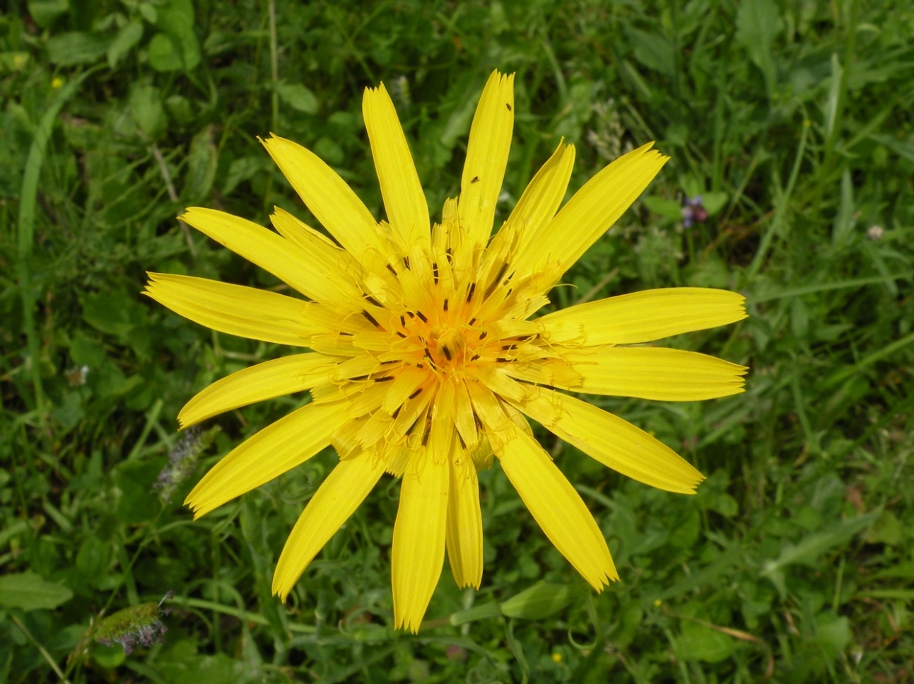 Изображение особи Tragopogon orientalis.