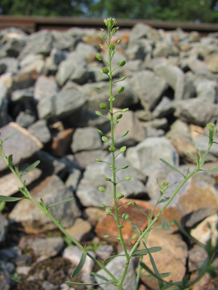 Изображение особи Lepidium ruderale.
