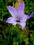 Campanula beauverdiana