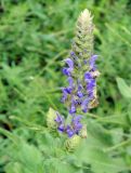 Salvia tesquicola. Соцветие с кормящимися бабочками. Украина, Херсонская обл., Чаплинский р-н, пос. Аскания-Нова, дикорастущее в дендропарке. Август 2012 г.