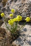 Erysimum cuspidatum. Цветущее растение. Крым, Севастополь, Караньская балка. 11 апреля 2009 г.