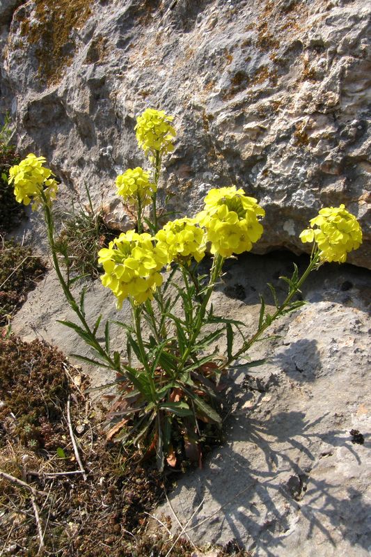 Image of Erysimum cuspidatum specimen.