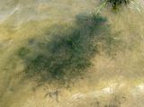 Zannichellia repens. Небольшое пятно зарослей. Астраханская обл., Харабалинский р-н, р. Ахтуба в районе паромной переправы. 12.08.2012.