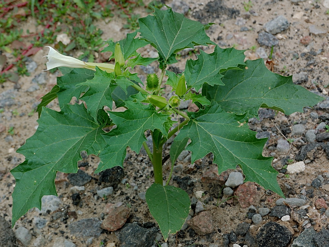 Изображение особи Datura stramonium.