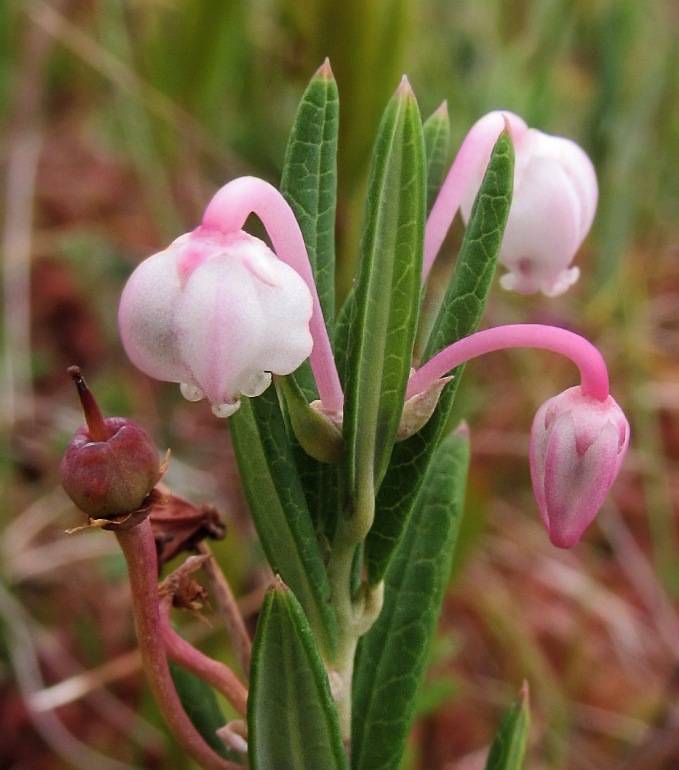 Изображение особи Andromeda polifolia.