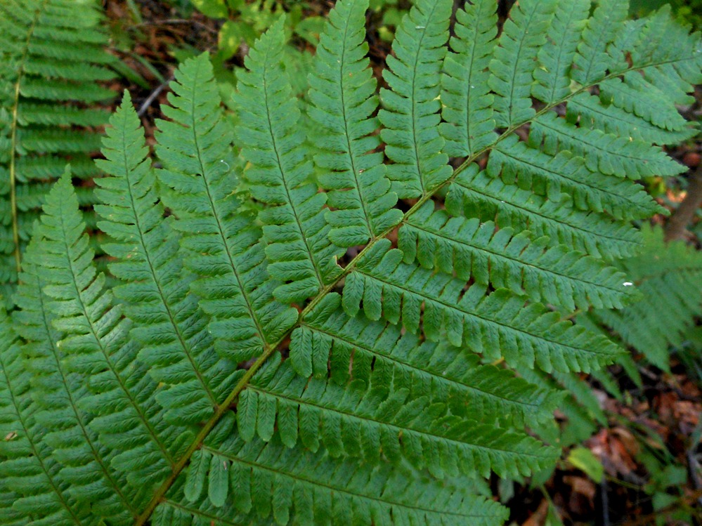 Изображение особи Dryopteris crassirhizoma.