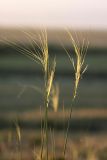 genus Stipa. Соплодия. Южный Казахстан, Таласский Алатау, подгорная степь, сай Унгур. 11.07.2010.