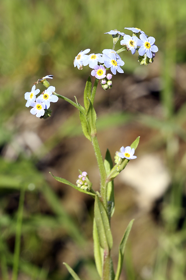 Изображение особи Myosotis cespitosa.