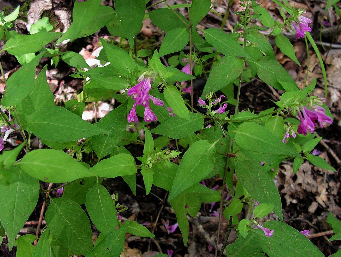 Изображение особи Melampyrum roseum.