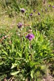 Cirsium simplex. Цветущие растения. Республика Адыгея, плато Лаго-Наки. 25.07.2012.