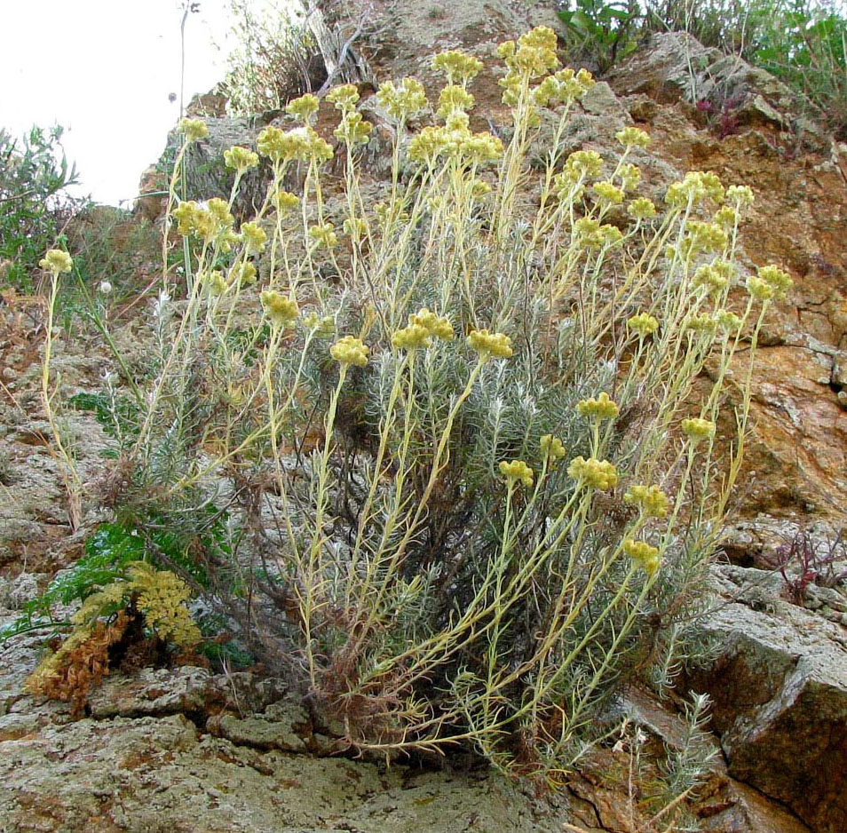 Изображение особи Helichrysum stoechas.