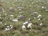 Pulsatilla uralensis. Аспект цветущих растений в степи. Казахстан, Костанайская обл., Денисовский р-н. 24.04.2010.