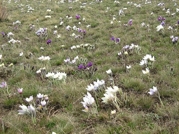 Изображение особи Pulsatilla uralensis.