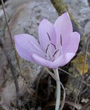 Colchicum feinbruniae. Цветок. Israel, Golan Heights, Reches Chezka. 07.10.2006.