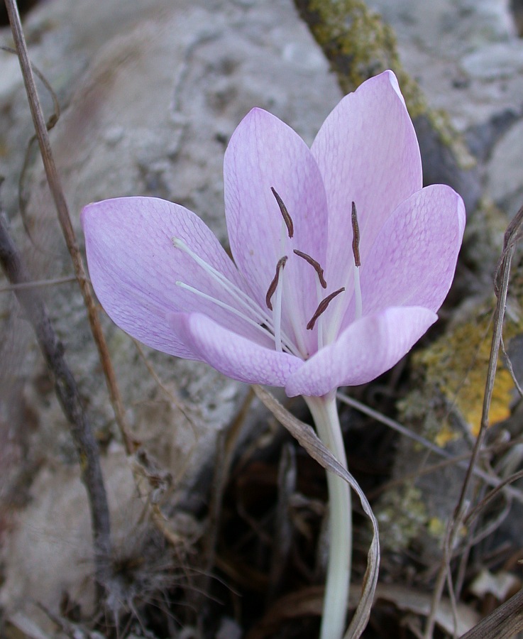 Image of Colchicum feinbruniae specimen.