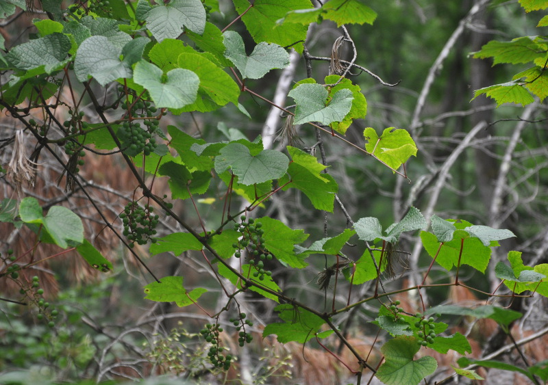 Изображение особи Vitis amurensis.