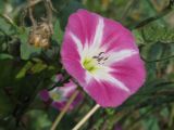 Convolvulus arvensis