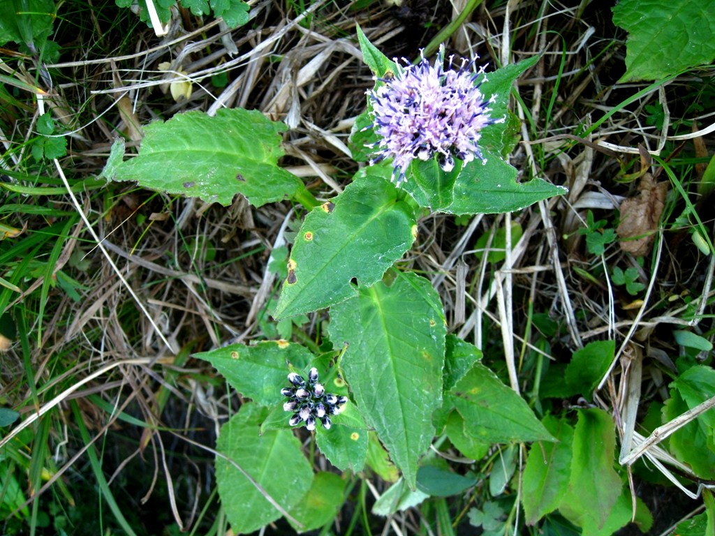 Изображение особи Saussurea riederii.