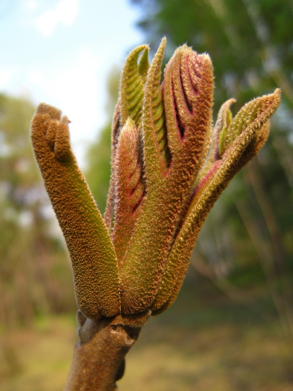 Изображение особи Juglans mandshurica.