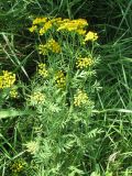 Tanacetum vulgare. Цветущее растение. Украина, г. Запорожье, пос. Солнечный, на лугу. 28.06.2009.