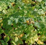 Aquilegia vulgaris