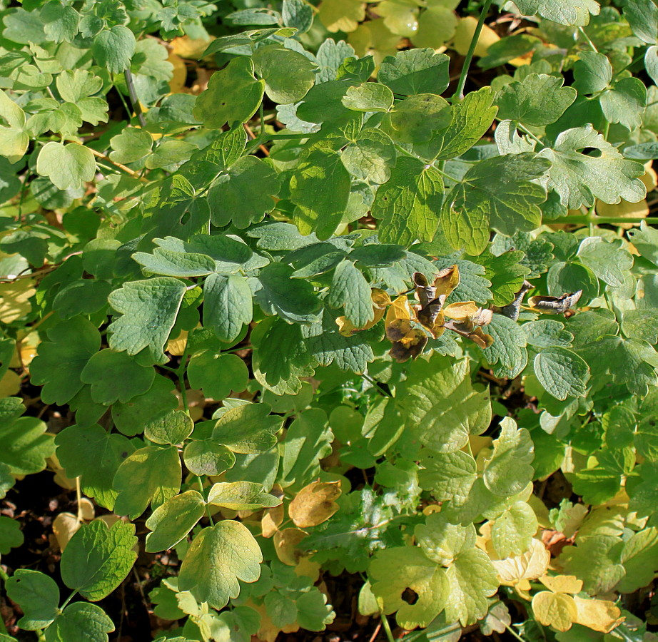 Image of Aquilegia vulgaris specimen.