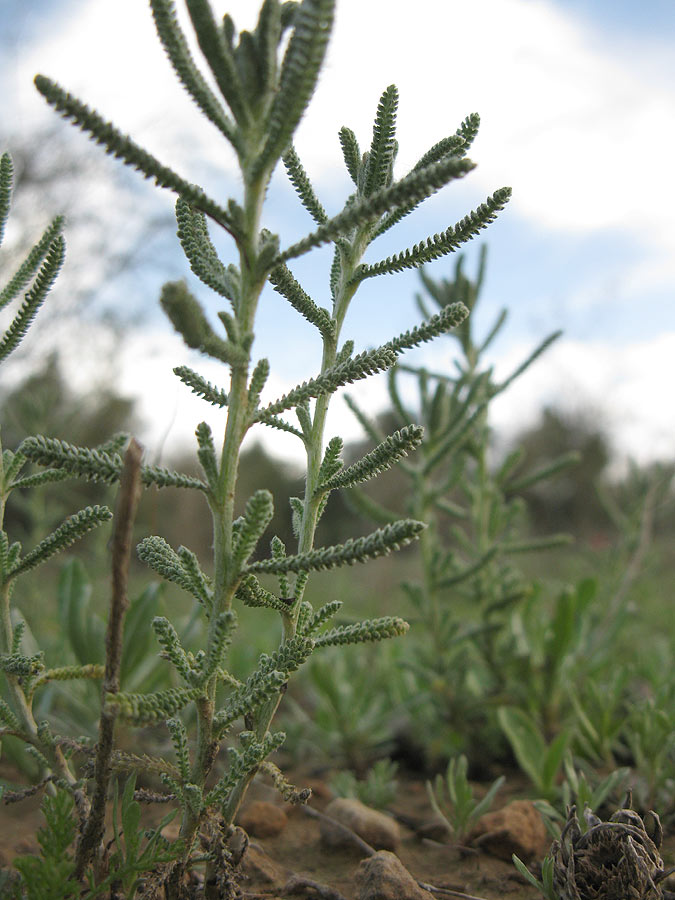 Изображение особи Achillea wilhelmsii.