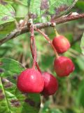 Cotoneaster melanocarpus