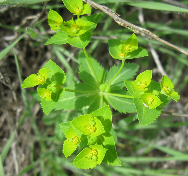 Изображение особи Euphorbia oxyodonta.