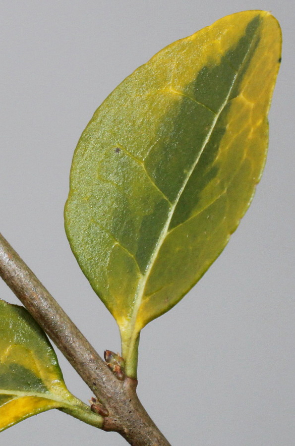 Изображение особи Ligustrum ovalifolium.