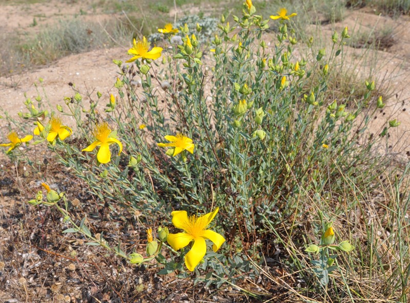 Image of Hypericum olympicum specimen.