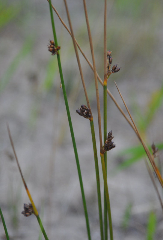 Изображение особи Juncus haenkei.