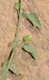 Hibiscus micranthus. Часть побега с бутоном(?). Israel, Eilat Mountains, Har Shahmon. 19.01.2013.