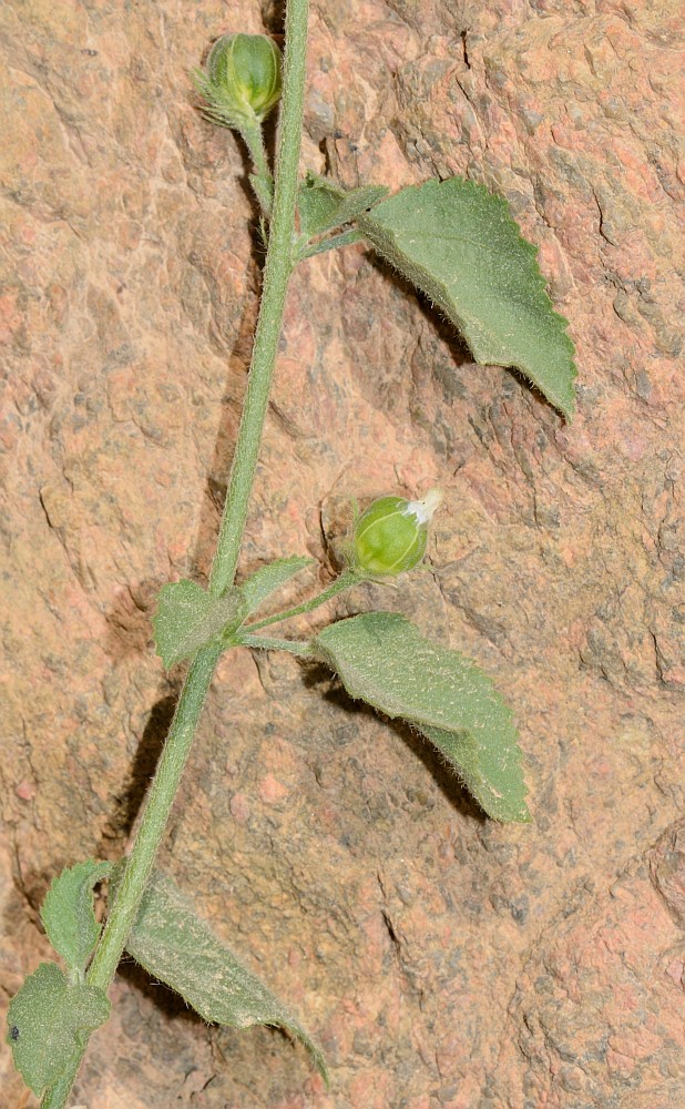 Image of Hibiscus micranthus specimen.