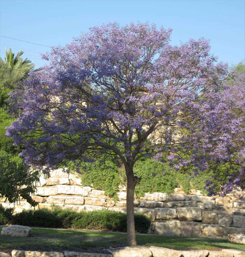 Image of Jacaranda mimosifolia specimen.