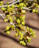 Lindera praecox