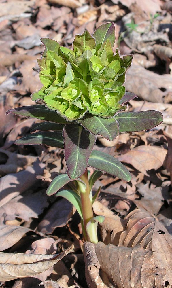 Изображение особи Euphorbia lucorum.