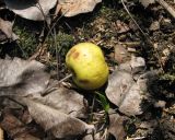 Malus orientalis. Прошлогодний плод (вид сбоку). Ставропольский край, г. Кисловодск, Курортный парк средний. 28.03.2013.