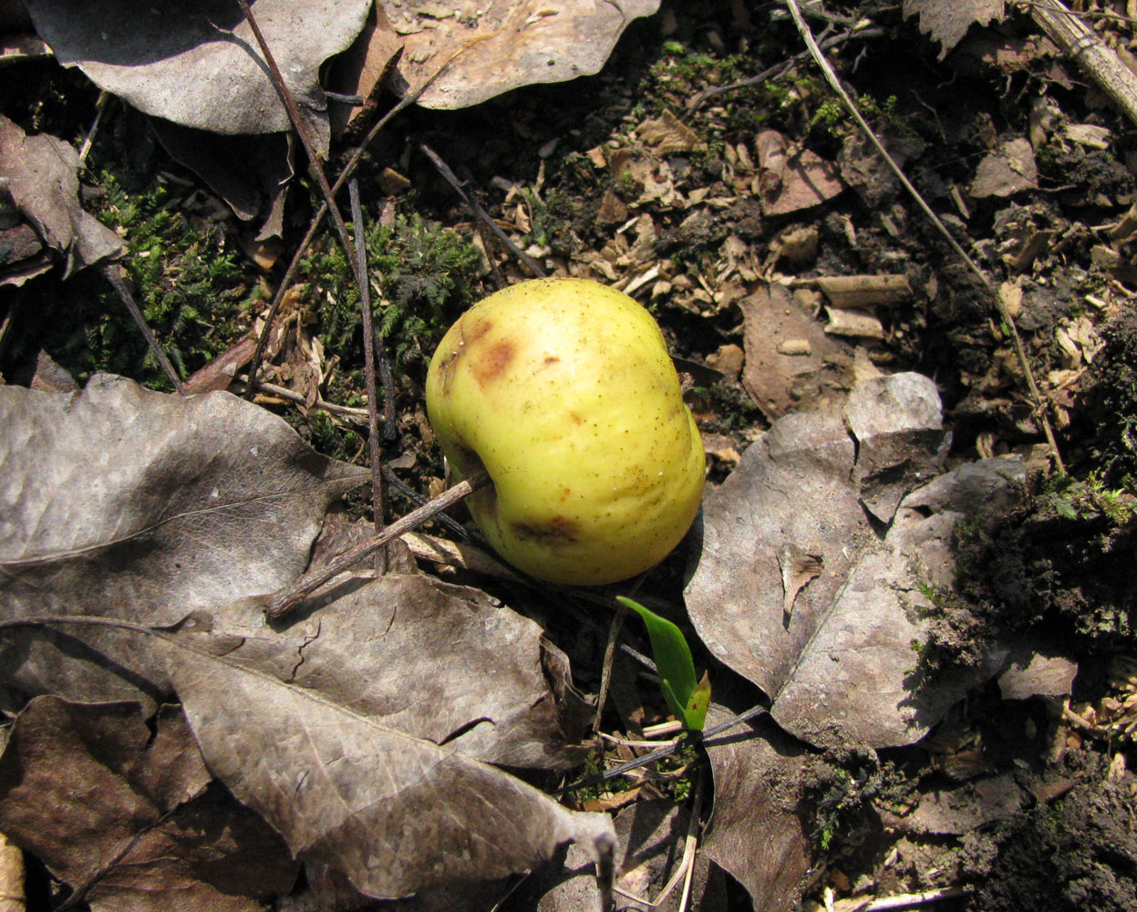 Изображение особи Malus orientalis.