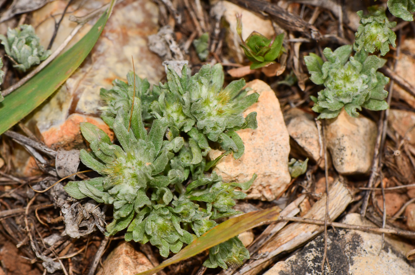 Image of Filago palaestina specimen.