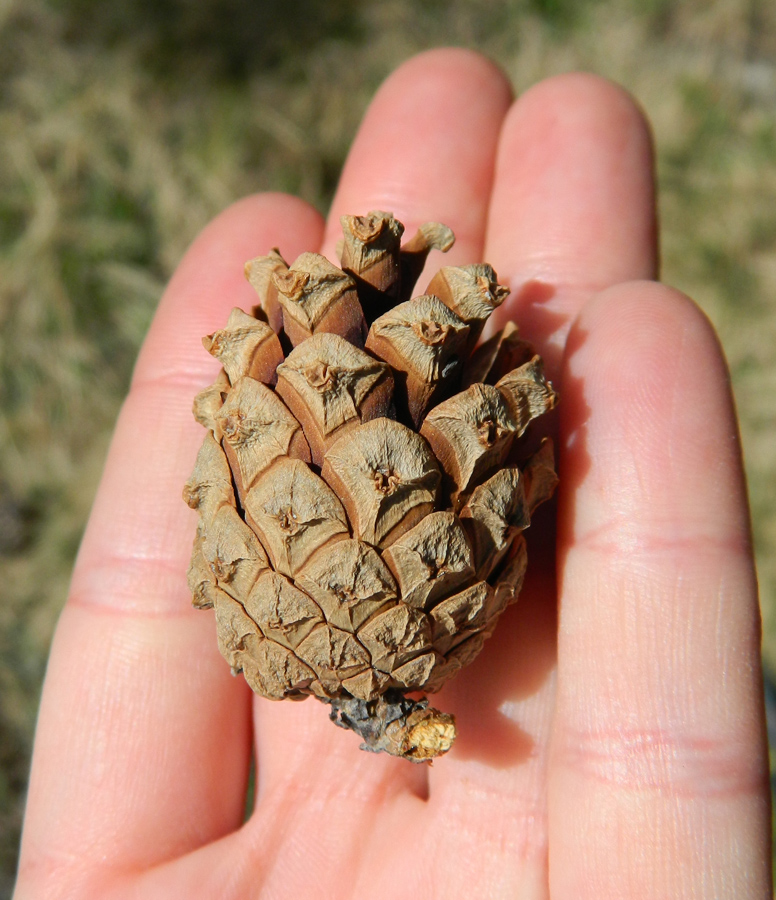 Image of Pinus sylvestris ssp. hamata specimen.