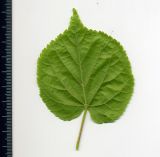 Tilia cordata