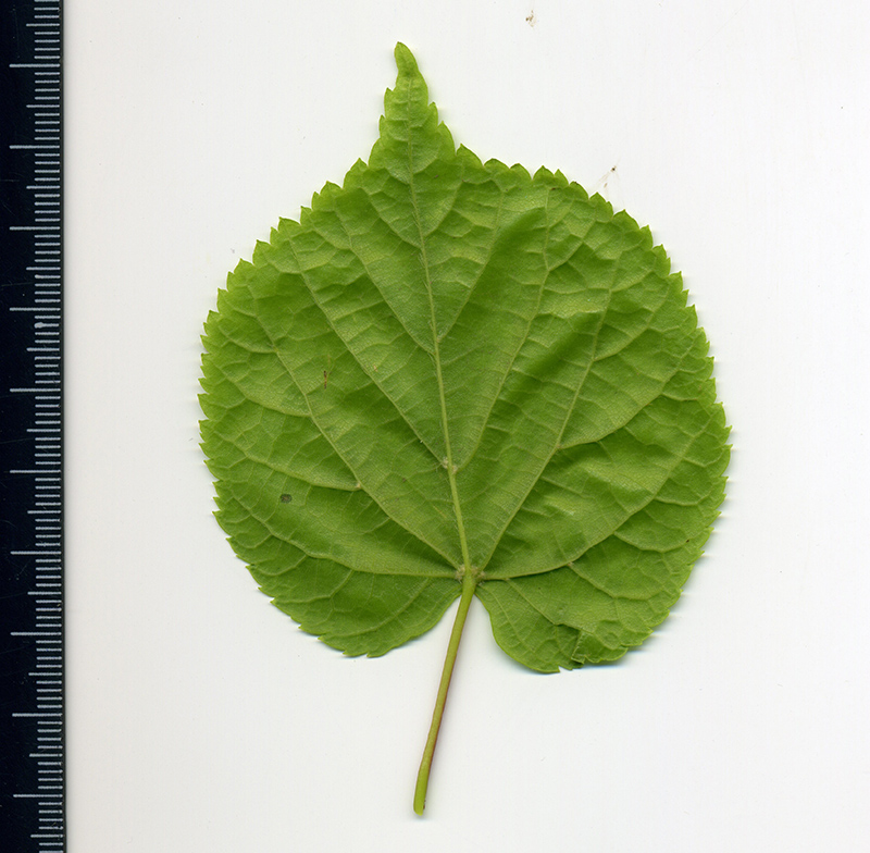 Image of Tilia cordata specimen.