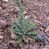 Papaver persicum