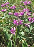 Phlomis pungens