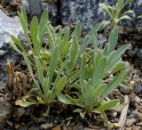 Achillea ageratifolia