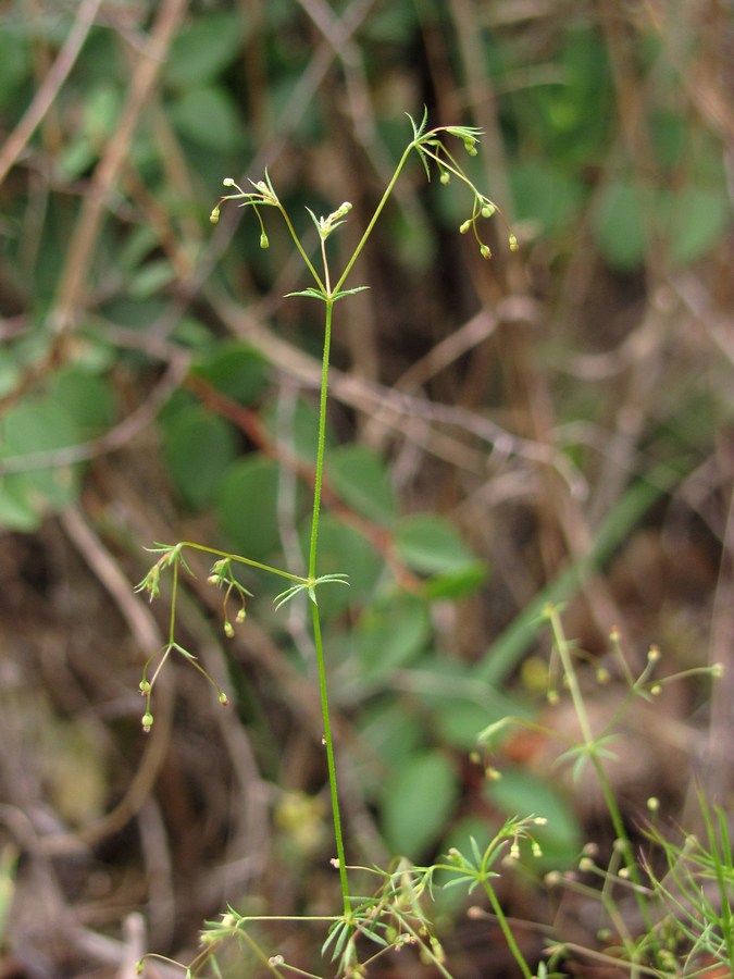 Image of Galium tenuissimum specimen.