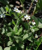 Moehringia lateriflora