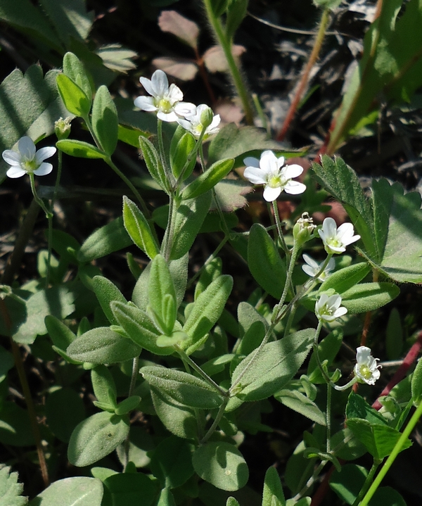 Image of Moehringia lateriflora specimen.